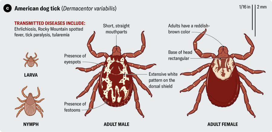 Anatomical illustration of an American dog tick (Dermacentor variabilis). Transmitted diseases include ehrlichiosis, Rocky Mountain spotted fever, tick paralysis and tularemia.