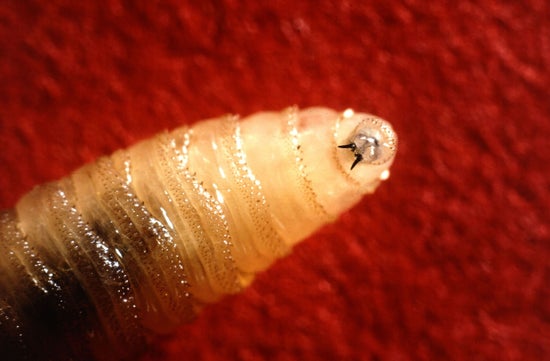 Closeup of New World screwworm, showing mouth hooks