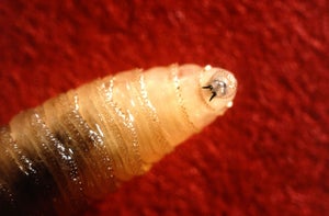 Closeup of New World screwworm, showing mouth hooks