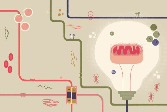 Illustration of a mitochondrion glowing inside a light bulb, linked to circuit-like pathways that evoke the flow of cellular energy.