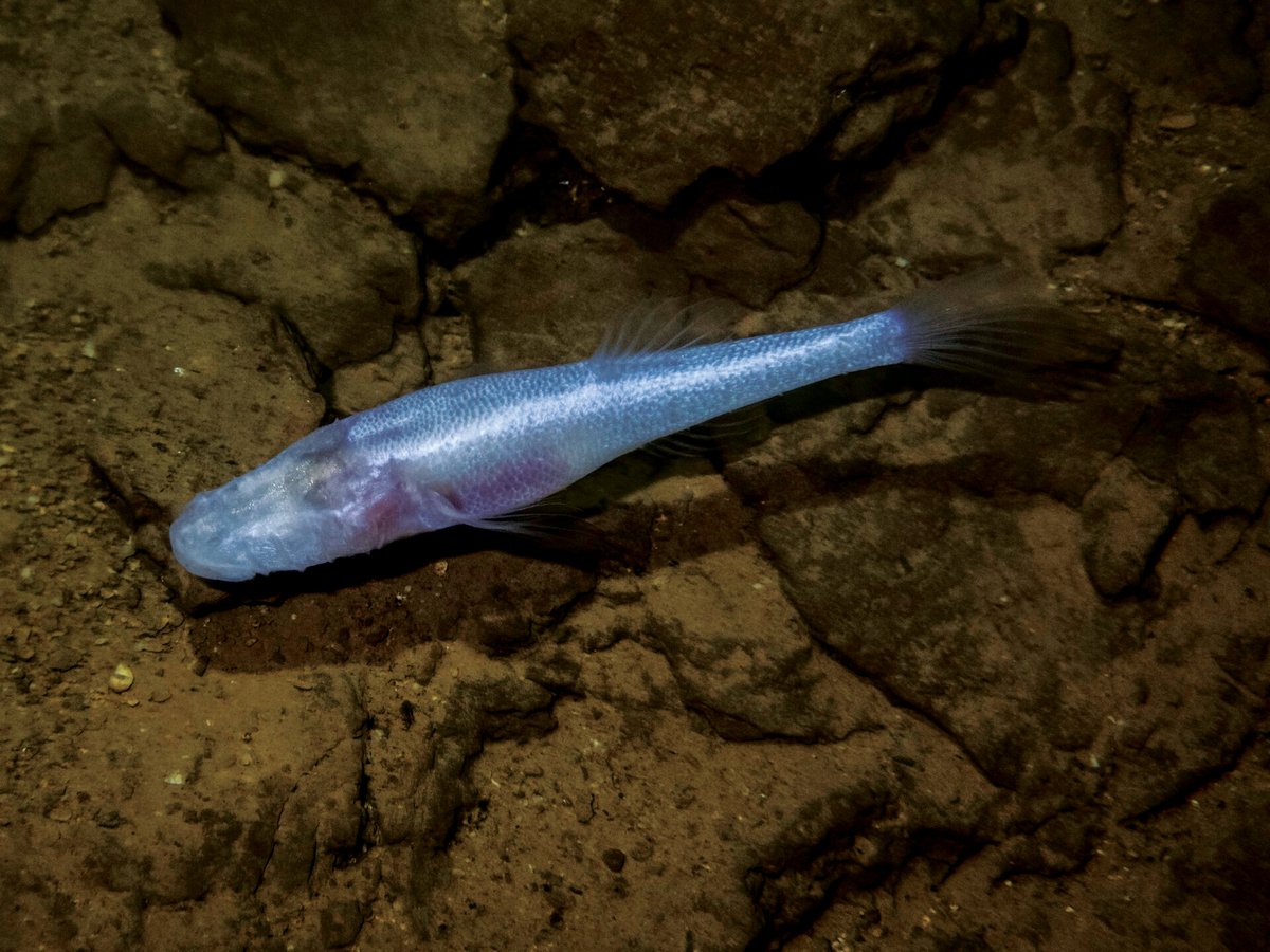 Newly discovered ‘demon cave fish’ hid out in Alabama military installation for 40 years