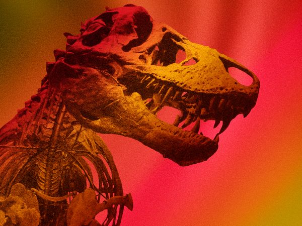 T. rex skeleton