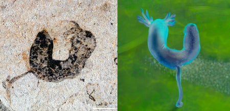 A fingerlike creature with tentacles