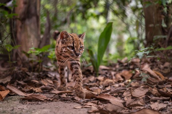 A tilcayo cat prowls in the Bolivian cloud forest.