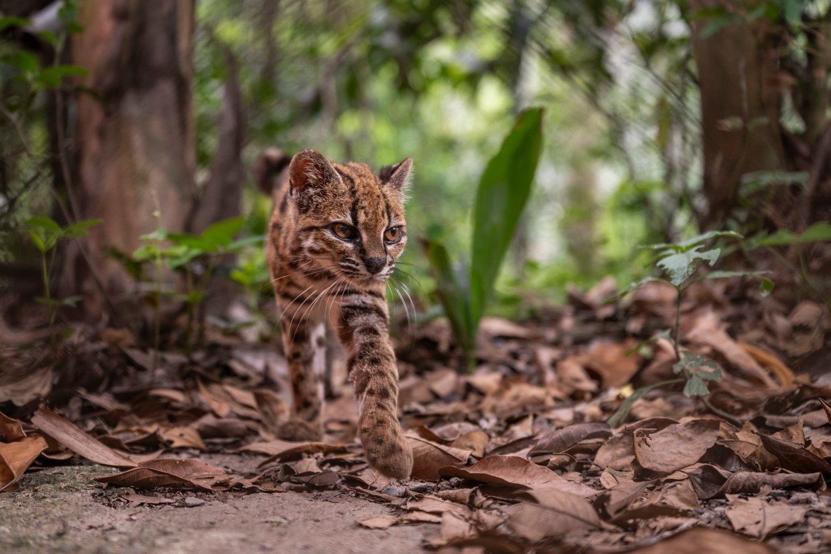 scientificamerican.com - Mary Randolph - See the first new species of cat discovered in more than a century-it's adorable