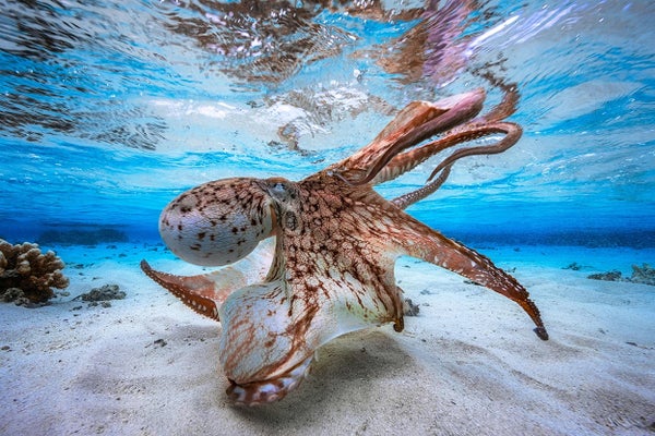 A large brown and white octopus floating above the sandy-floor of a shallow sea.