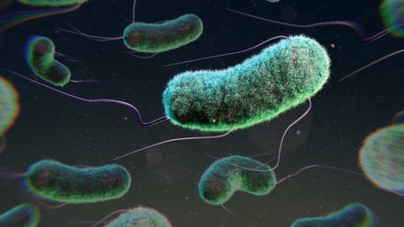 Illustration of Escherichia coli bacteria
