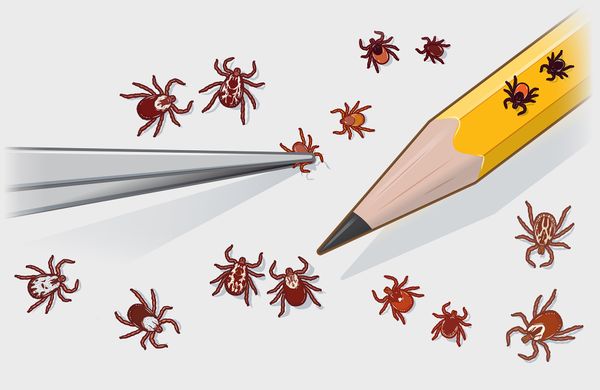 An illustration of 16 ticks of different sizes and shapes, with a pencil and small tweezers for scale.