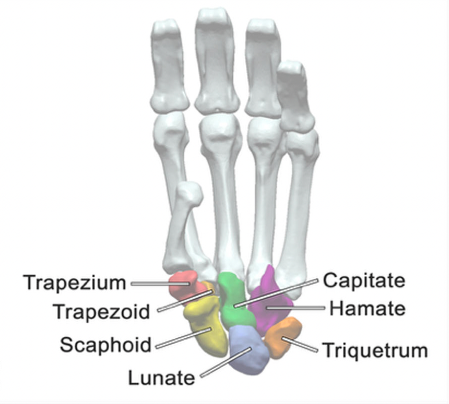 Diagram showing seven wristbones