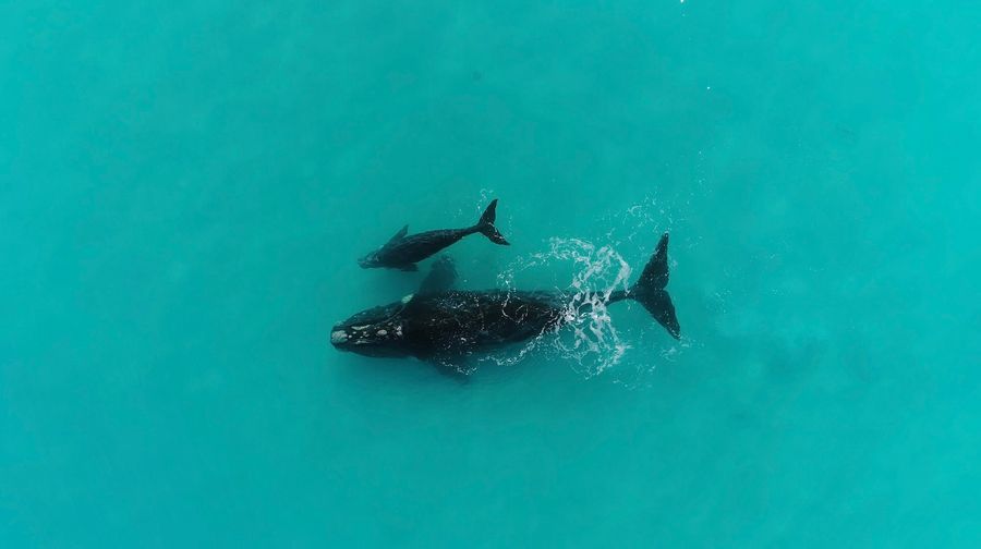 A black whale with her calf next to her, surrounded by teal waters, as seen from above.