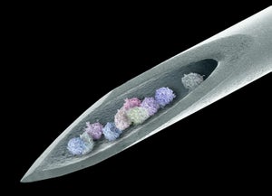 Composite coloured scanning electron micrograph of a needle with bone marrow cells inside.