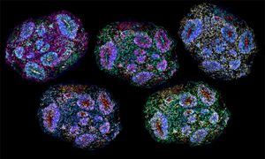 Colorful cells form five oval-shaped clumps, each representing a different slice of a brain organoid.