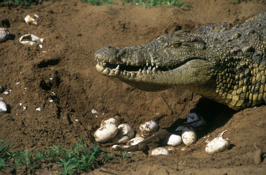 A Nile crocodile with eggs