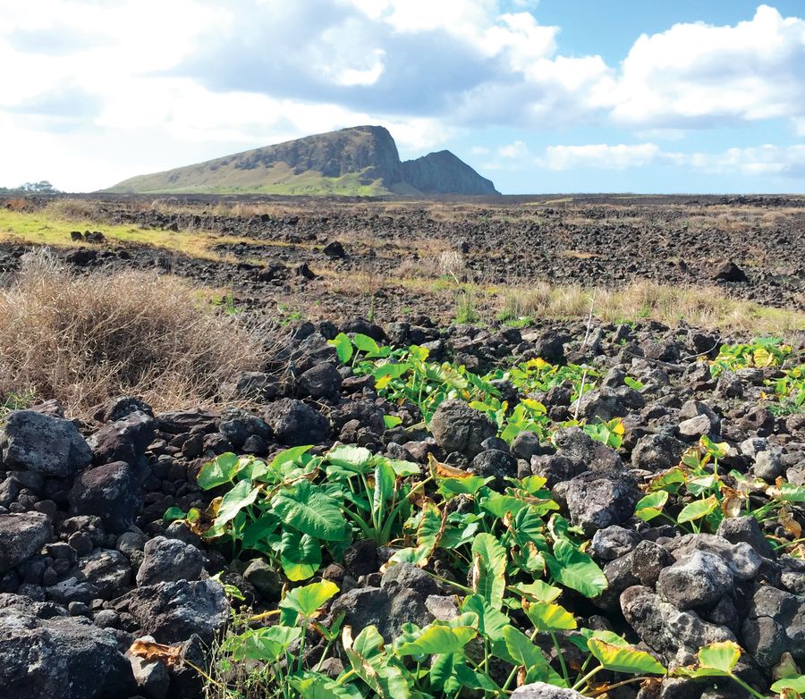 Close-up, ground-level view of the rock gardens with mountains in the distance. Image provided by Mara Mulrooney.