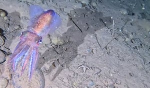 An Arctic bobtail squid.