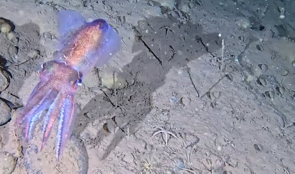 An Arctic bobtail squid.