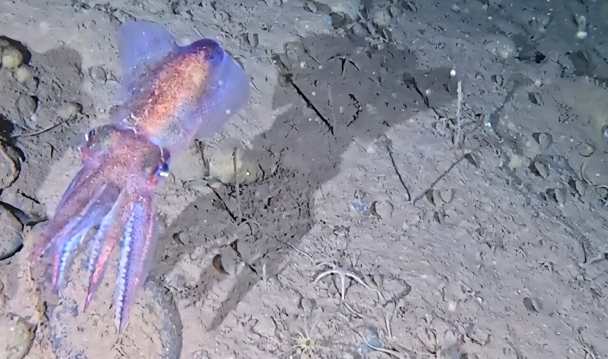 An Arctic bobtail squid.
