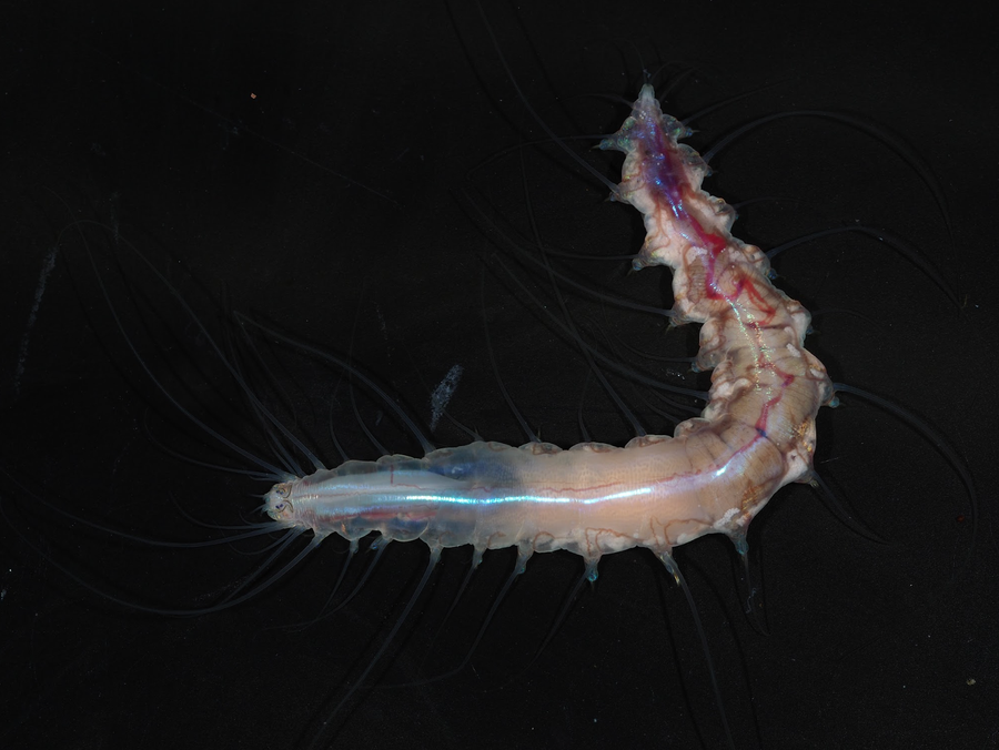 This image shows a transparent worm. Its vasculature and organs are visible against a black background.