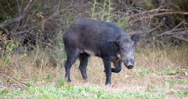 A feral pig in Santa Clara County, California.