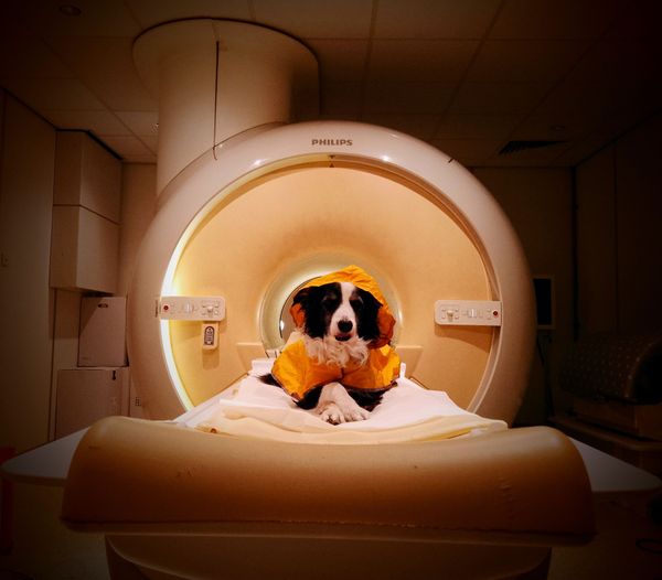 A dog in an fMRI.