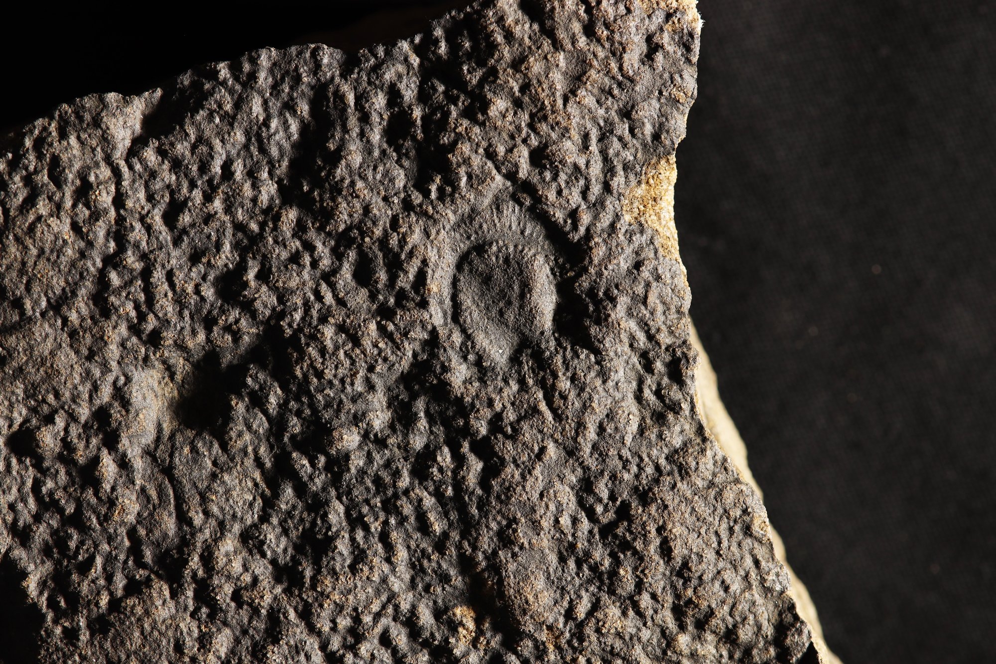 These bizarre fossils represent some of the earliest moving, sexually ...