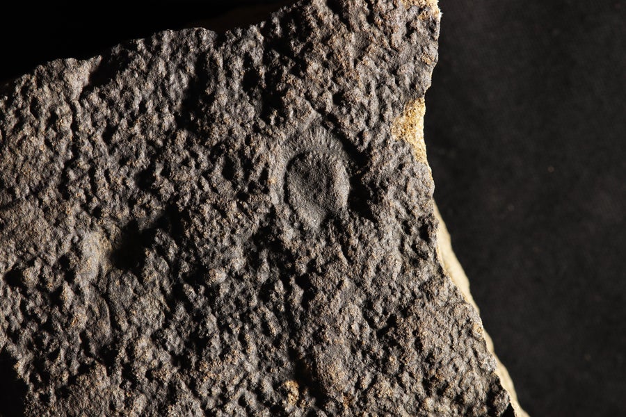 Horseshoe-shaped imprint in the rock.
