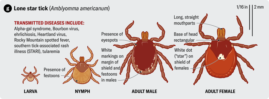 Anatomical illustration of a lone star tick (Amblyomma americanum). Transmitted diseases include alpha-gal syndrome, Bourbon virus, ehrlichiosis, Heartland virus, Rocky Mountain spotted fever, southern tick-associated rash illness (STARI) and tularemia.