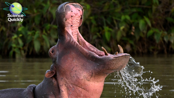 An image of a hippo with its mouth open coming out of the water.