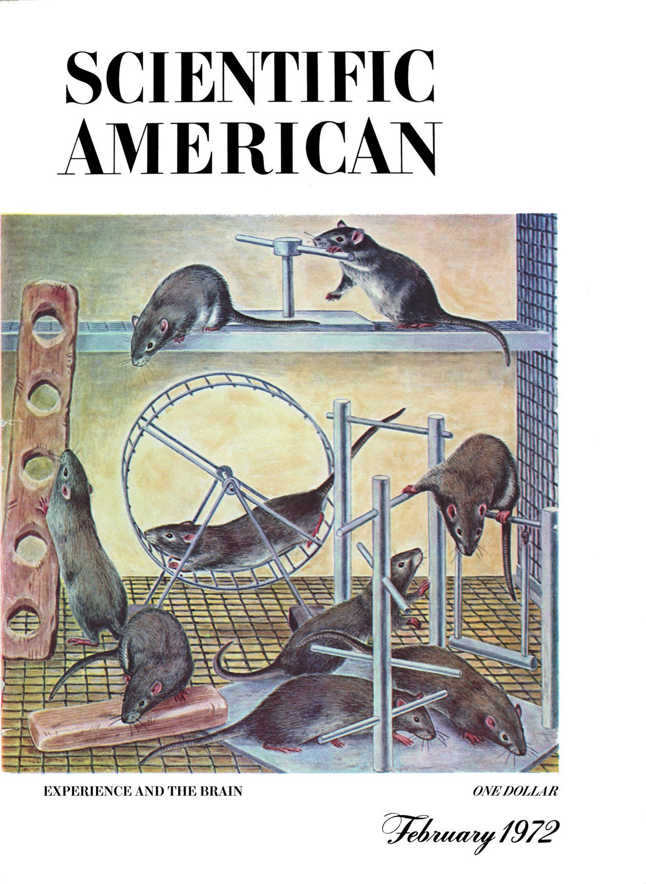 Scientific American Magazine Vol 226 Issue 2 shows illustrated rats running around a multilevel enclosure.