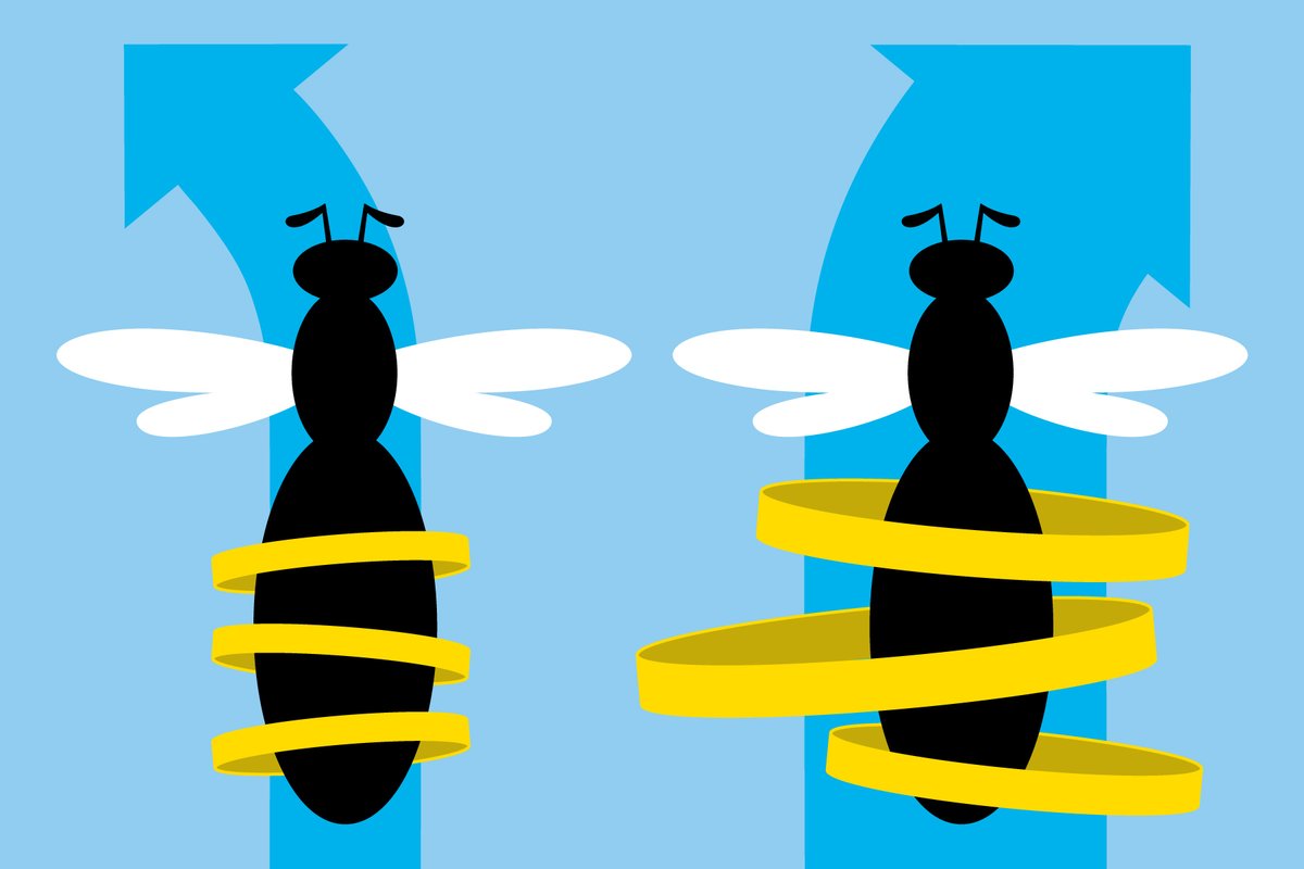scientificamerican.com - Marta Hill - Bees dance harder when they know they're right