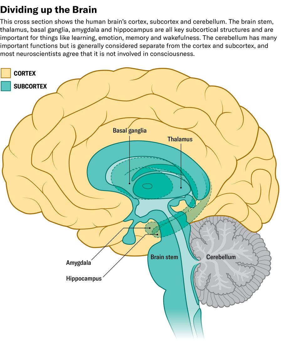 Cross-sectional illustration shows the inner surface of a brain hemisphere with the cortex colored in yellow, the subcortex colored in turquoise and the following structures labeled: basal ganglia, thalamus, amygdala, hippocampus, brain stem and cerebellum.