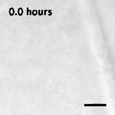 a round blob that darkens over time