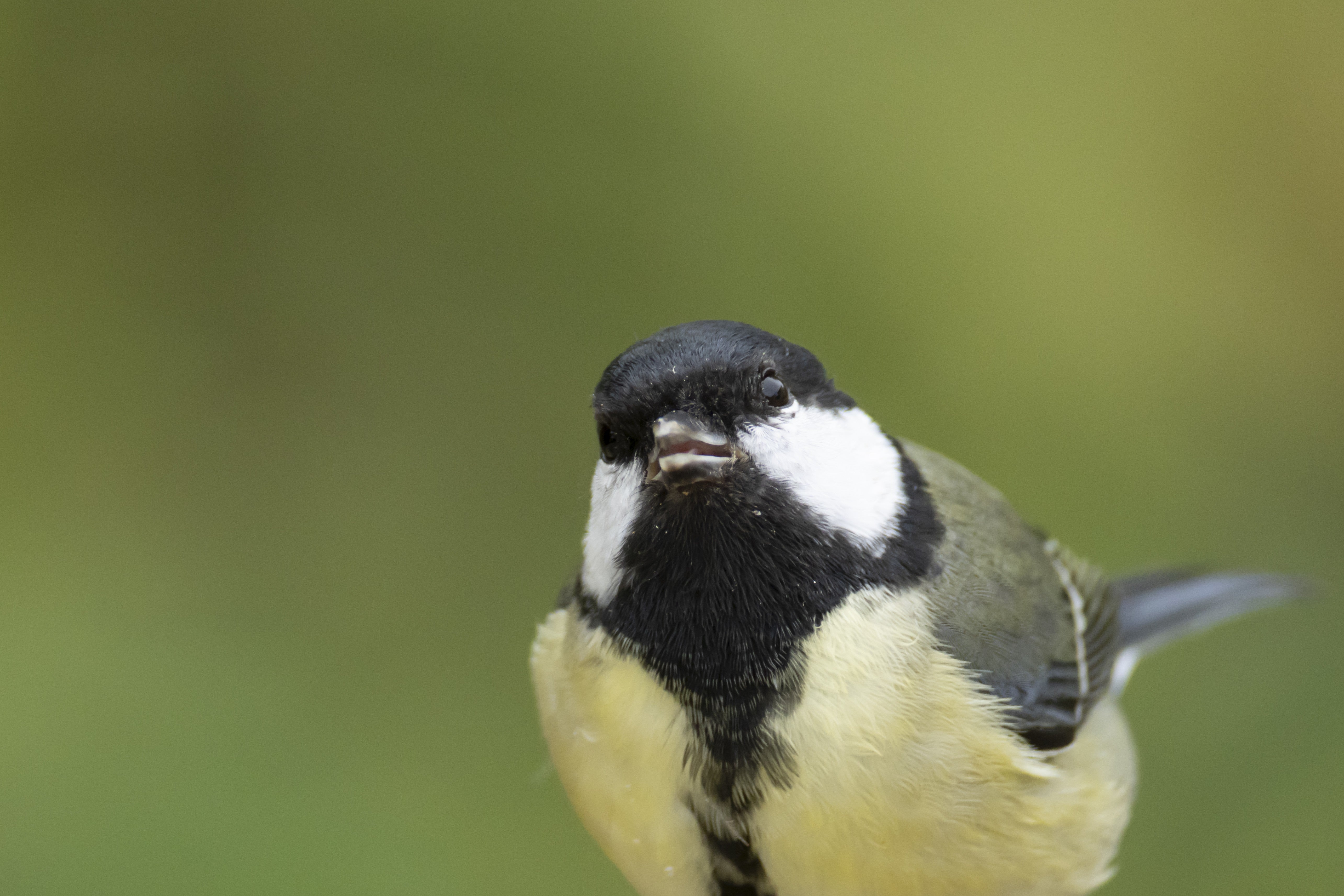 Close-up of a Great Tit (Parus major) in England