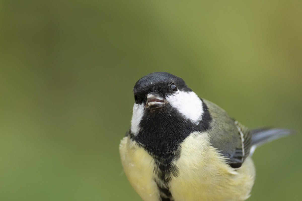 City birds appear more afraid of women than men, and scientists have no idea why