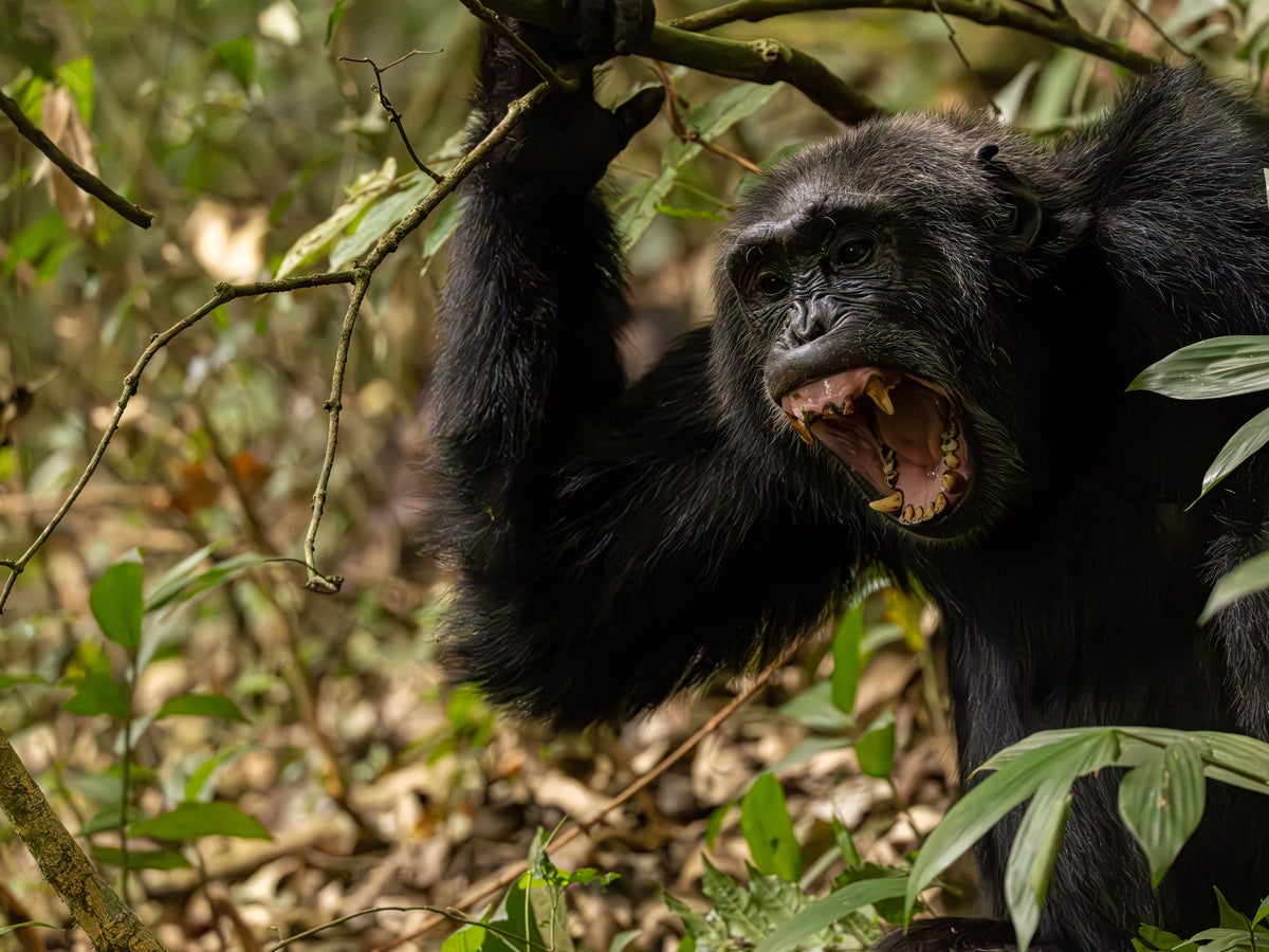 Two hundred chimpanzees are embroiled in a 'civil war ...