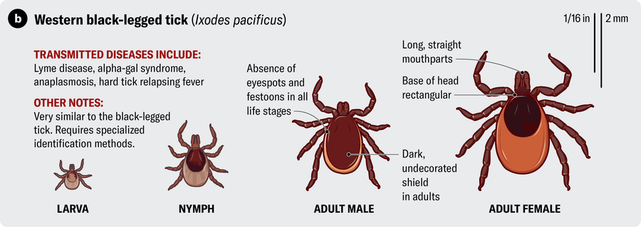 Anatomical illustration of a Western black-legged tick (Ixodes pacificus). Transmitted diseases include Lyme disease, alpha-gal syndrome, anaplasmosis and hard tick relapsing fever.