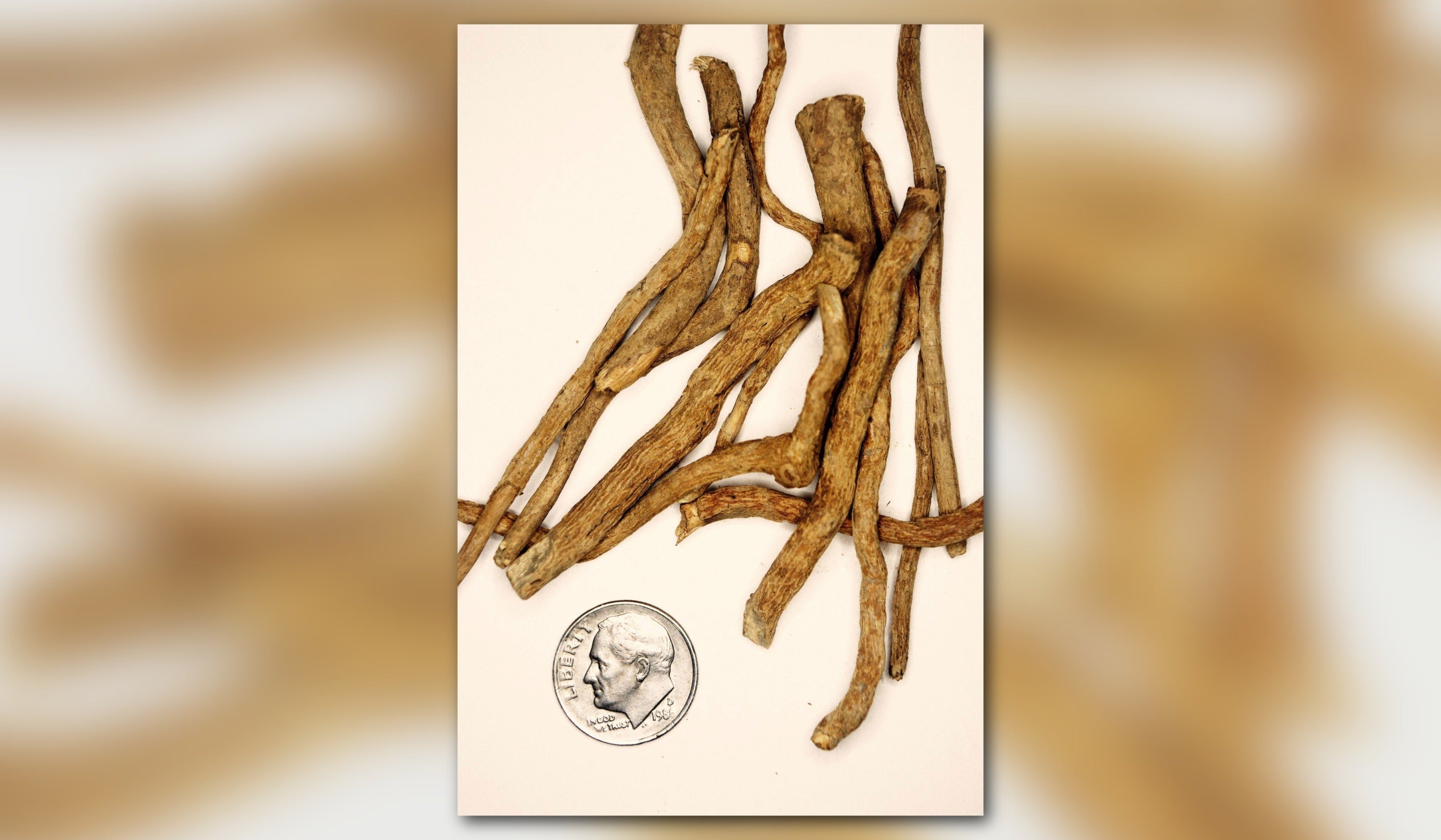 brown roots from the ibogaine plant shown with a dime to give size perspective of the psychedelic