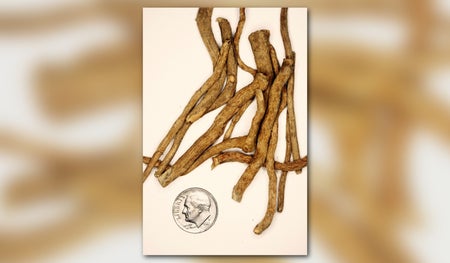 brown roots from the ibogaine plant shown with a dime to give size perspective of the psychedelic