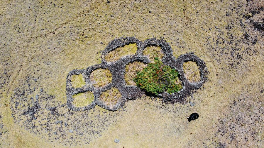 Aerial view of the stone-walled manavai that sheltered crops from the elements. Image provided by Terry Hunt.