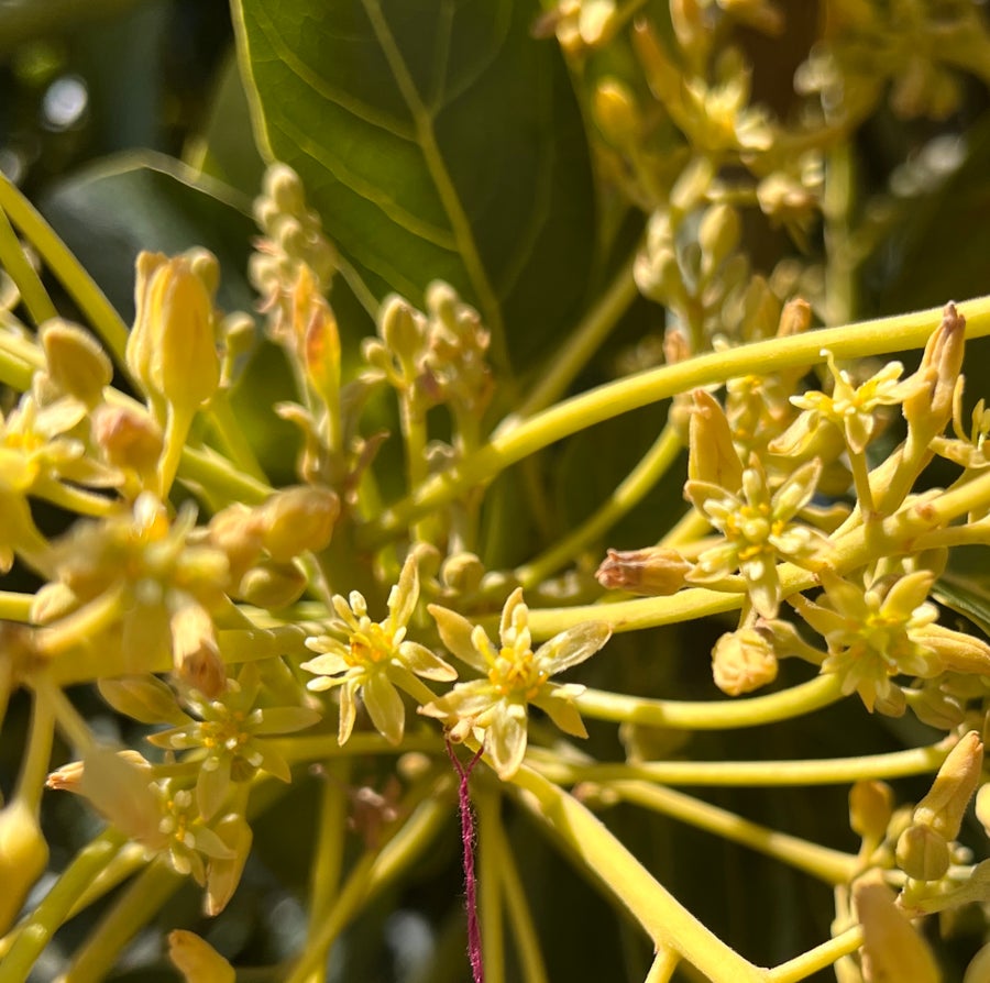 A spray of flowers sticking out from a plant.