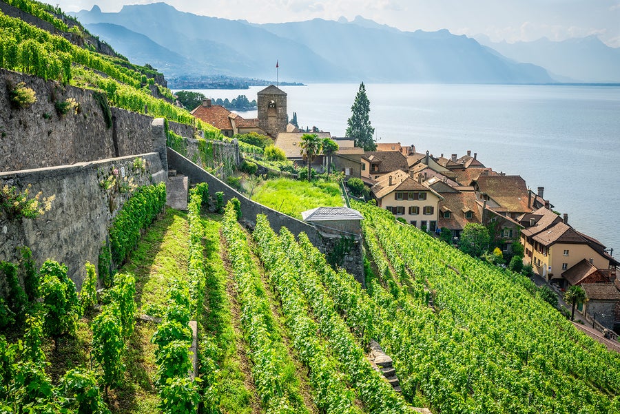 Terraced vineyard at Lavaux