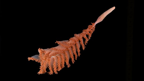 This image shows a free-floating orange sea pen against the black background of the deep sea.