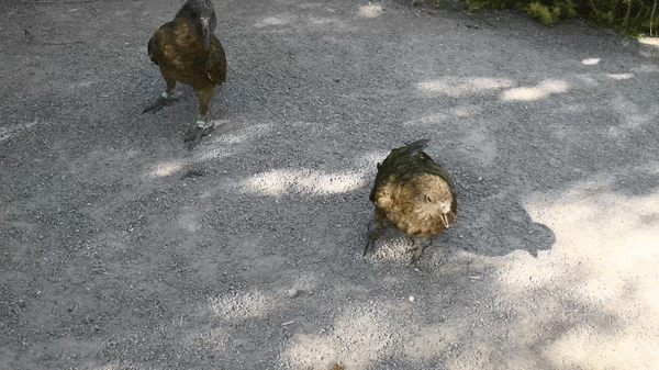Two key parrots on gray ground. One approaches Bruce from behind and they "joust"