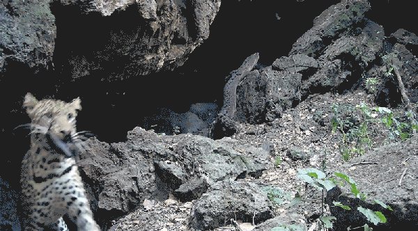 An African leopard catches an Egyptian fruit bat as seen on video from a remote solar-powered camera trap at Python Cave, Uganda.