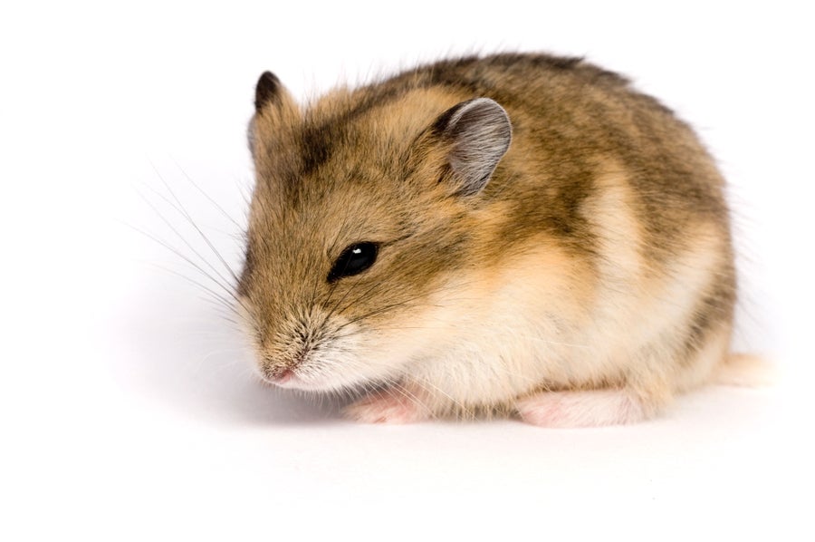 Hamster on white background.