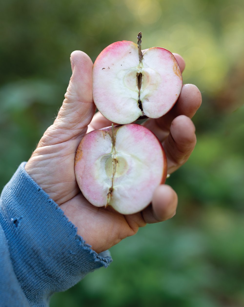 A man’s hand holds a ripe apple that has been sliced into two halves.