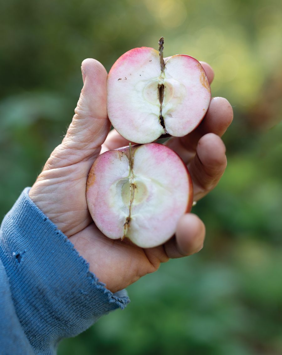 A man’s hand holds a ripe apple that has been sliced into two halves.