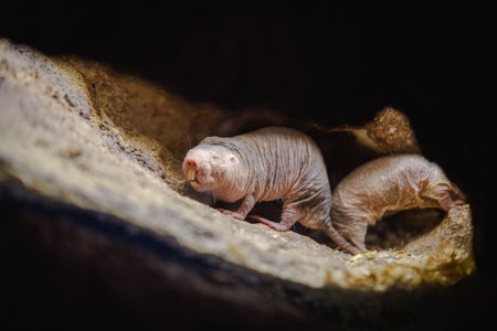 Close-up of a naked mole rat in its natural burrow, showing its wrinkled skin and whiskers in a dimly lit tunnel.