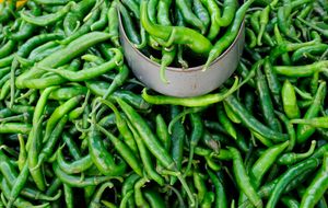 Green jalapeño chilies (Capsicum annuum) for sale in a market in Papantla, Mexico.