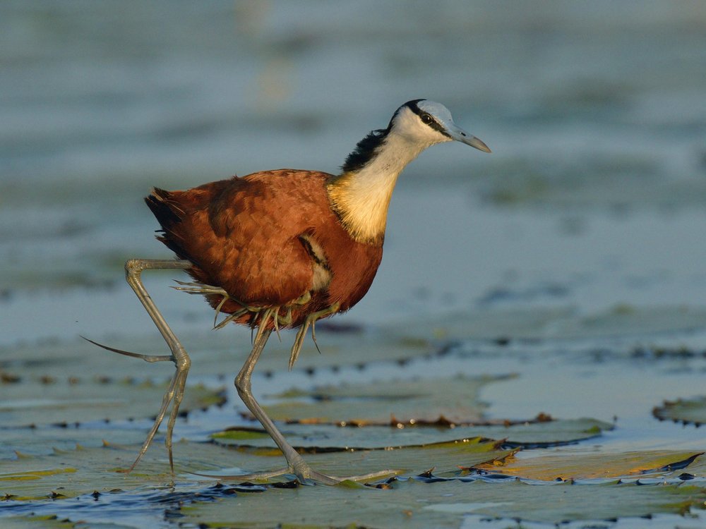 Pájaro sobre nenúfar con patas que sobresalen de debajo de su ala.